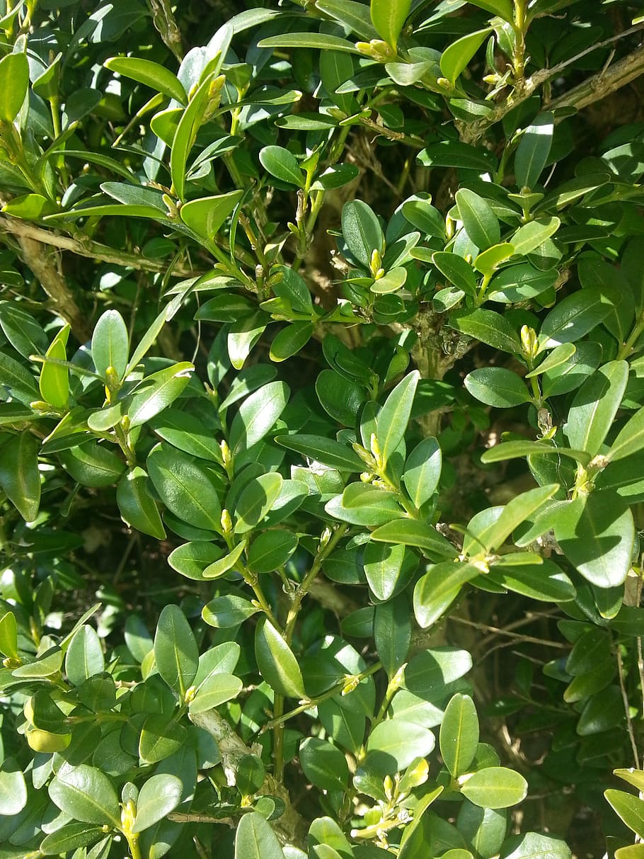 buxus, assolellat, ombra, full, agricultura, vegetals, creixement, abundància, orgànic, part de la planta, planta, color verd, marc complet, cap gent, fons, naturalesa, bellesa a la natura, primer pla, dia, a l'aire lliure, tranquil·litat, frescor, menjar i beguda, llum solar, menjar, exuberant fullatge, 2K