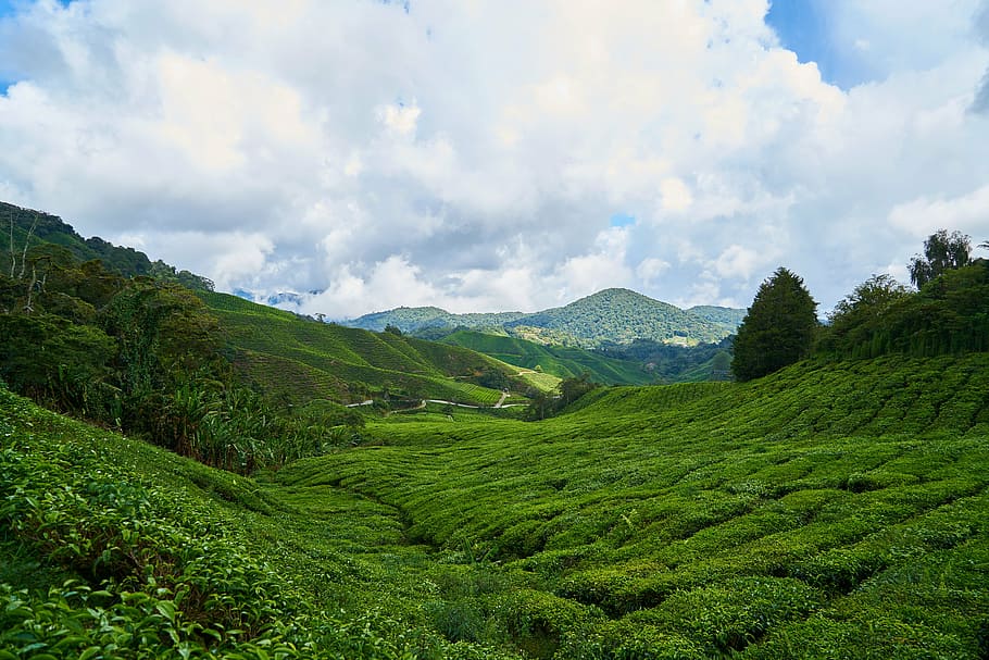 chá, campo, verde, fundo, as plantações de chá, Jardim de chá, pequena árvore, plantar, asiático, de Meio Ambiente, montanha, natureza, sai, panorama, ótimo, lindo, Paz, taylor, céu, azul, rural, agricultura, nuvens, plantas de chá, grama, scenics - natureza, cor verde, nuvem - céu, beleza na natureza, terra, colheita de chá, meio Ambiente, colheita, tranquilidade, cena tranquila, crescimento, cena rural, folhagem exuberante, folhagem, ninguém, cadeia de montanhas, plantação, ao ar livre, 5K
