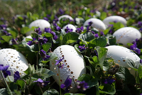 foto, blanc, barreges d'ou, ous de Pasqua, violeta, Pasqua, naturalesa, primavera, flor, herba, decoració, planta, vulnerabilitat, creixement, primer pla, fragilitat, ou, planta amb flors, enfocament selectiu, dia, cap gent, bellesa a la natura, frescor, menjar, Color blanc, a l'aire lliure, porpra, terra, pètal, cap de flor, 5K, CC0, domini públic, lliure de regalies