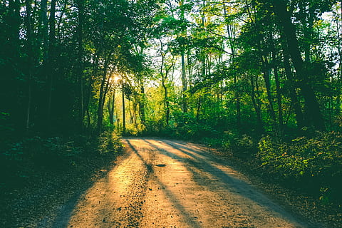 patika, yeşil, ağaçlar, kahverengi, orta, orman, yol, Güneş ışığı, ağaç, toprak yol, seyahat, gree, bitki, doğada güzellik, huzur, büyüme, ileriye giden yol, yön, arazi, doğa, sakin sahne, yeşil renk, taşımacılık, gün, manzaralar - doğa, insansız, gölge, pastoral, azalan perspektif, ormanlık, açık havada, 1080P, CC0, kamu malı, telif ücretsiz