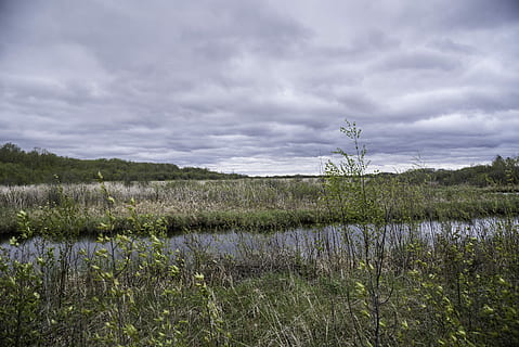 paisatge, canal, parc estatal zippel bay, Minnesota, núvols, herba, domini públic, canyes, cel, naturalesa, aigua, a l'aire lliure, escenics, pantà, llac, núvol - cel, cap gent, blau, estiu, escena rural, riu, camp, agricultura, creixement, planta, bellesa a la natura, tranquil·litat, medi ambient, escena tranquil·la, escenics - natura, arbre, escena no urbana, terra, dia, poder a la natura, 5K, CC0, domini públic, lliure de regalies