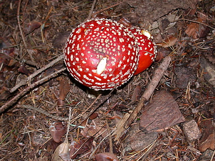 fly agaric, toadstool, mushrooms, forest, gift, toxic, red, spotted, autumn, red fly agaric mushroom, fly agaric mushroom, mushroom, land, fungus, food, plant, nature, no people, field, growth, vegetable, high angle view, day, leaf, close-up, plant part, poisonous, outdoors, 1080P, CC0, public domain, royalty free