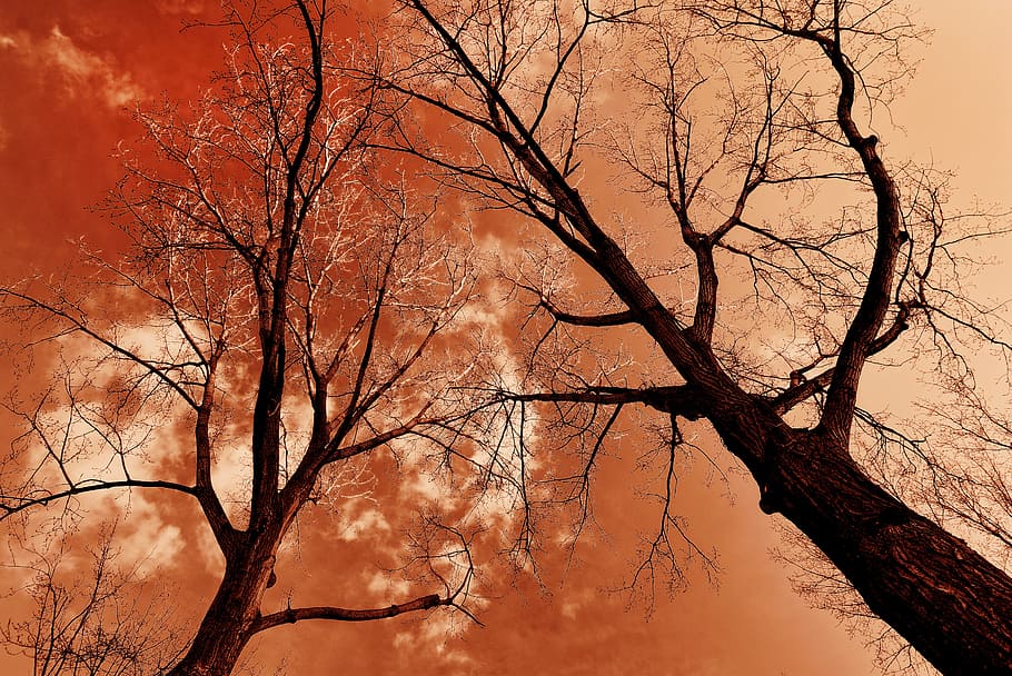 arbre, arbre superior, tronc, branca, arbre nu, arbre d’hivern, Stark, cels, cels vermells, planta, cap gent, naturalesa, cel, tronc de l'arbre, bellesa a la natura, tranquil·litat, escenics - natura, a l'aire lliure, posta de sol, silueta, color taronja, terra, fons, dia, vista d’angle baix, planta morta, 5K