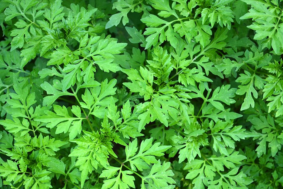 verd, full, fulles, raspall, sotabosc, fulla verda, fulles verdes, jardí, botànic, bosc, exuberant, vegetació, textura, herba, primavera, fullatge, natural, fresc, flora, arbre, deixa fons, color verd, part de la planta, creixement, planta, marc complet, naturalesa, fons, bellesa a la natura, vista d’angle alt, cap gent, dia, primer pla, frescor, a l'aire lliure, terra, menjar i beguda, camp, menjar, 4K