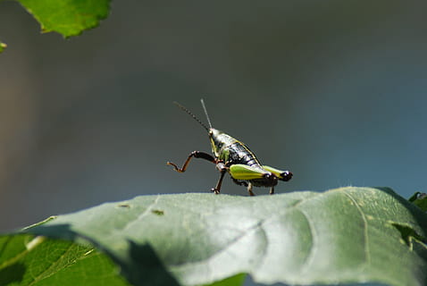 græshoppe, Chapulin, insekter, insekt, dyre temaer, hvirvelløse, dyr, dyreliv, et dyr, plante del, dyr i naturen, blad, tæt på, grøn farve, natur, dag, ingen mennesker, selektiv fokusering, udendørs, plante, dyrefløj, zoologi, dyr kropsdel, 4K, CC0, offentligt domæne, royaltyfrie