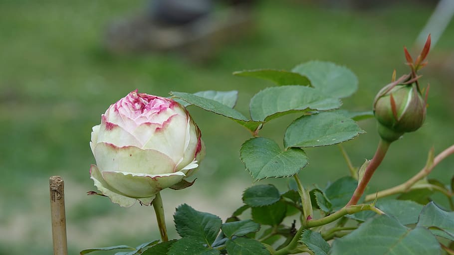 rosa, eclosió, flor, planta, bellesa a la natura, planta amb flors, full, part de la planta, color rosa, frescor, primer pla, flor de roses, pètal, naturalesa, brot, vulnerabilitat, fragilitat, inflorescència, centrar-se en primer pla, creixement, color verd, cap de flor, cap gent, a l'aire lliure, primavera, nenúfar de lotus, 5K