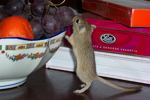 Marrone, ratto, mangiare, pompelmo, gerbillo, avido, frutta, topo, roditore, un animale, temi animali, animali domestici, nessuno, in casa, animale, mammifero, domestico, vertebrato, gatto, gatto domestico, felino, contenitore, interno di casa, avvicinamento, tavolo, cibo, casa, mensola, baffo, 1080P, CC0, dominio pubblico, privo di copyright