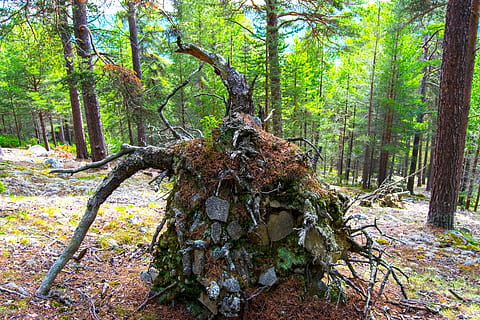 rot, Norge, skog, träd, natur, utomhus, blad, höst, landskap, växt, landa, lugn, tillväxt, trädstam, trunk, skönhet i naturen, dag, lugn plats, inget folk, scenics - natur, icke-urbana scenen, grön färg, växtdel, frodig lövverk, lav, 5K, CC0, offentligt domän, royaltyfria