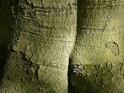 Baum, Natur, Borke, Buchenwald, Wald, texturiert, Hintergründe, Rau, Vollbild, Nahansicht, Muster, Baumstamm, Kofferraum, keine Leute, Pflanze, Pflanzenrinde, Tag, Holz - Material, natürliches Muster, verwittert, Wachstum, gebaute Struktur, draußen, Struktureffekt, 2K, CC0, gemeinfrei, lizenzfrei