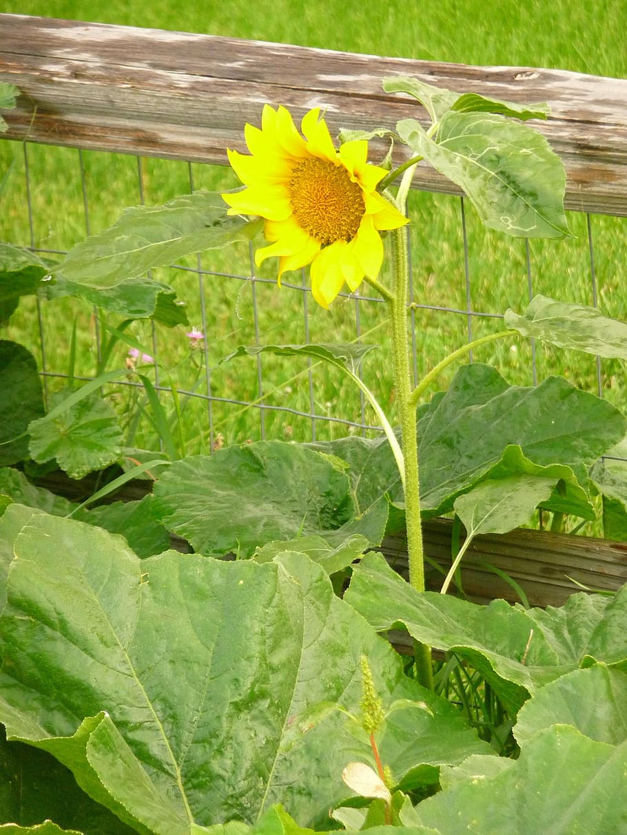 flor de sol, jardí, rail dividit, pati, planta, flor, planta amb flors, creixement, groc, frescor, full, part de la planta, bellesa a la natura, color verd, vulnerabilitat, fragilitat, primer pla, naturalesa, cap de flor, inflorescència, dia, cap gent, pètal, gira-sol, a l'aire lliure, 2K