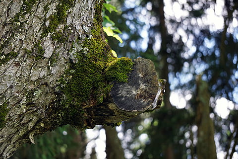 skog, illusjon, tre, mose, natur, bark, begroing, Logg, grønn, stamme, tremose, anlegg, trestamme, fokusere på forgrunnen, strukturert, vekst, dag, nærbilde, ingen folk, lav vinkel visning, utendørs, ujevn, land, gren, ro, lichen, naturlig tilstand, 5K, CC0, offentlig domene, opphavsrett gratis