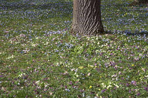 vår, eng, tre, natur, våren eng, parkere, Primrose, cowslip, blomst, Hyacinth, gul, lilla, anlegg, flora, gress, ett dyr, utendørs, dag, blomstrende plante, vekst, skjønnhet i naturen, trestamme, stamme, land, felt, friskhet, ingen folk, ro, grønn farge, sårbarhet, skjørhet, våren, 4K, CC0, offentlig domene, opphavsrett gratis