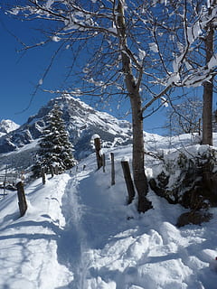 sneeuw, winter, berg-, koude, boom, looppad, koude temperatuur, dag, buitenshuis, echte mensen, schoonheid in de natuur, vrijetijdsbesteding, natuur, levensstijlen, mensen, land-, volledige lengte, scenics - natuur, witte kleur, fabriek, met sneeuw bedekte berg, 4K, CC0, publiek domein, royaltyvrij