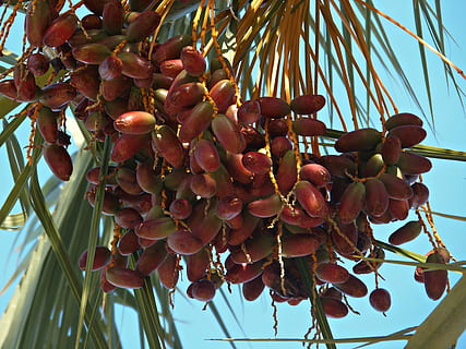 dates, Palmera, mediterrani, fruita, dolç, cuina, turisme, naturalesa, paisatge, flor, planta, primer pla, dia, vermell, creixement, vista d’angle baix, menjar, arbre, menjar i beguda, alimentació saludable, frescor, cap gent, penjant, benestar, munt, bellesa a la natura, centrar-se en primer pla, a l'aire lliure, madur, 4K, CC0, domini públic, lliure de regalies