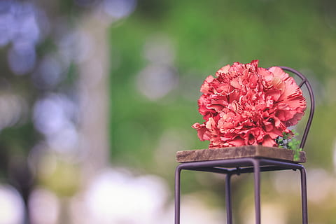 selezionato, colore, rosso, fiore di petalo, colore rosso, petalo, fiore, natura, colore rosa, estate, decorazione, pianta, all'aperto, avvicinamento, primavera, testa di fiore, fragilità, bellezza nella natura, nessuno, concentrarsi sulle conoscenze acquisite, pianta fiorita, freschezza, vulnerabilità, crescita, infiorescenza, giorno, vaso, composizione floreale, morbidezza, mazzo, 1080P, CC0, dominio pubblico, privo di copyright