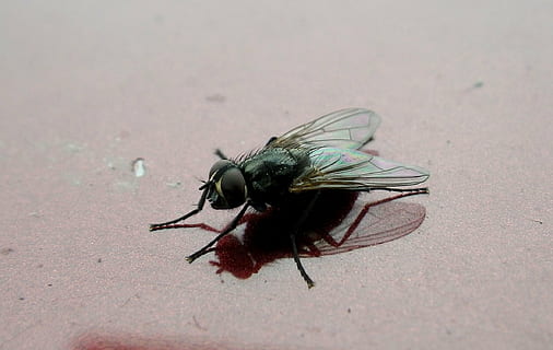 flyga, insekt, djur, makro, natur, djur-, närbild, husfluga, ryggradslös, djurteman, djurliv, djur i det vilda, ett djur, djur vinge, inget folk, dag, utomhus, full längd, djur kroppsdel, selektiv fokusering, högvinkelvy, fokusera på förgrunden, 1080P, CC0, offentligt domän, royaltyfria