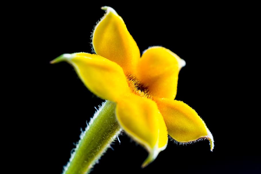 piccolo, fiore, fiore, macro, giallo, piccolo fiore, fiore, petalo, testa di fiore, fragilità, freschezza, pianta fiorita, infiorescenza, girato in studio, vulnerabilità, bellezza nella natura, pianta, avvicinamento, sfondo nero, crescita, nessuno, natura, in casa, ritagliare, polline, morbidezza, sepalo, 5K