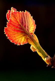 primăvară, vița de vie, mugur, motor, vin, plantă, vie, Ranke, frunze, Viticultura, Rebstock, crește, floare, Fundal negru, frumusețe în natură, planta cu flori, cap de floare, vulnerabilitate, studio shot, fragilitate, inflorescenţă, natură, nici o persoana, petală, a închide, creştere, roșu, prospeţime, în interior, plante stem, polen, 2K, CC0, domeniu public, fără drepturi de autor