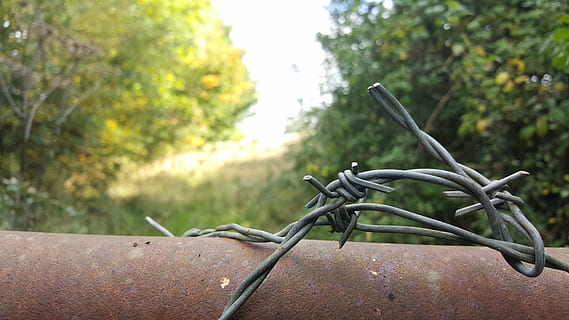 barbwire, gard, câmpuri, să se concentreze asupra primelor elemente, copac, plantă, zi, barieră, nici o persoana, limite, a închide, natură, în aer liber, Securitate, metal, protecţie, Siguranță, sârmă ghimpată, creştere, ascuțit, parte a plantelor, cădere, 5K, CC0, domeniu public, fără drepturi de autor