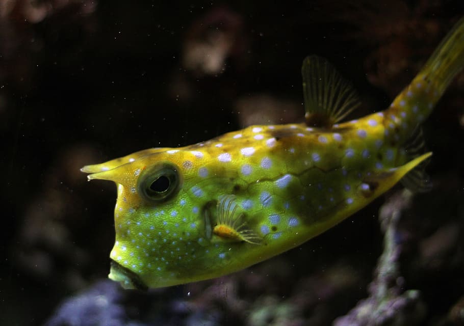 Kuhfisch, peix, sota l'aigua, peix de caixa, cornut, marítim, aigua, mar, nedar, groc, macro, meeresbewohner, naturalesa, món submarí, coral, aquari, escull, peixos d'escull, animal, un animal, temes d'animals, fauna animal, animals a la natura, la vida marina, marí, vertebrats, primer pla, cap gent, submarí, animals en captivitat, ull d’animals, 4K