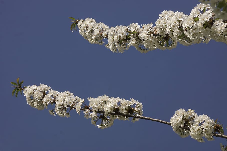 flor, Cereza, blanco, primavera, azul, cielo, brote, naturaleza, rama, flora, árbol, colgando, buscando, floreciente, temporada, natural, jardín, paisaje, floración, Fresco, botánica, follaje, crecimiento, pétalo, planta, fragilidad, planta floreciendo, belleza en la naturaleza, vulnerabilidad, el color blanco, flor de cerezo, nadie, frescura, Cerezo, cielo limpio, de cerca, al aire libre, cabeza de flor, 2K