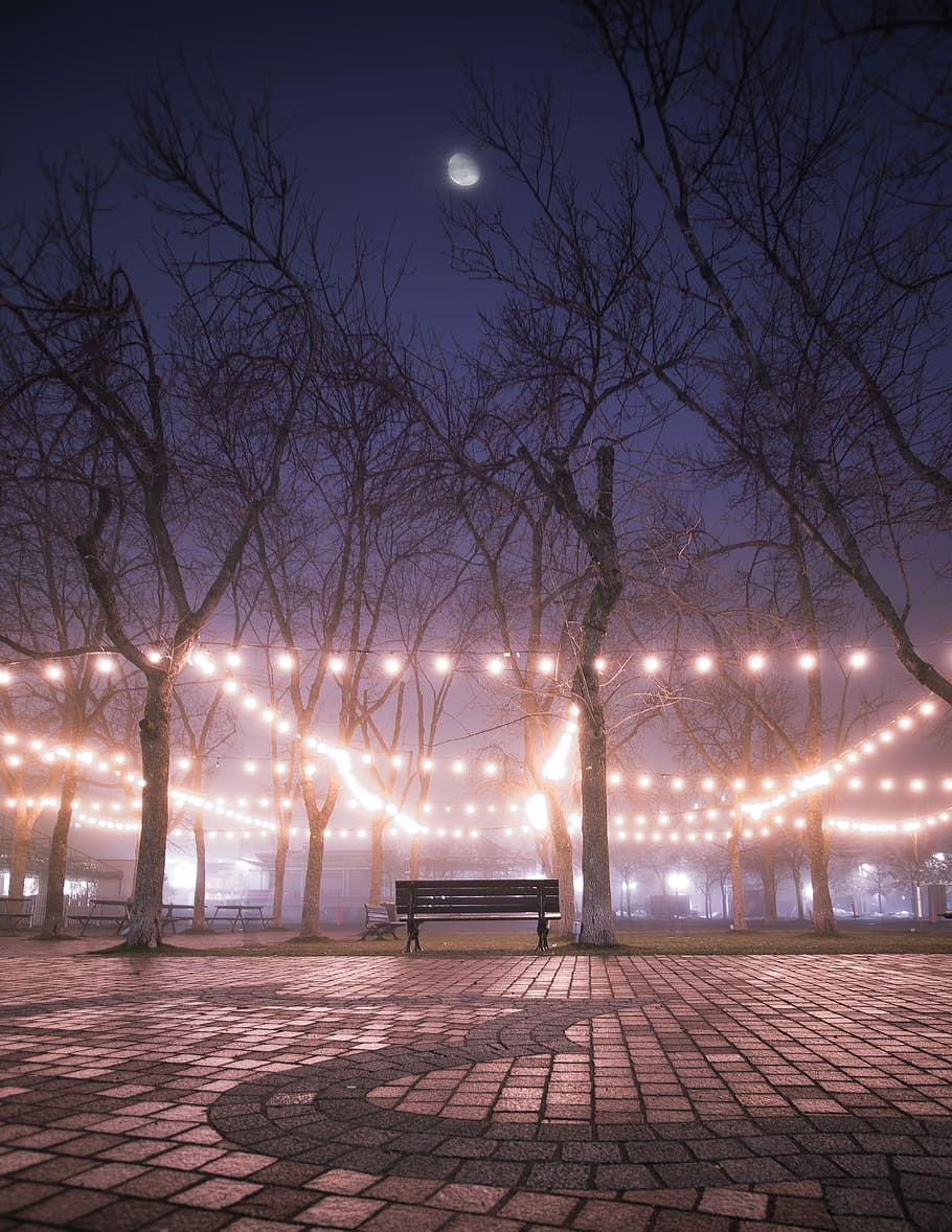 Marrone, di legno, panchina, spoglio, albero, luci di stringa, mezzo, parco, romantico, luci, luce della stringa, lampadine, Luna, sera, notte, rilassare, camminare, passerella, strada, cielo notturno, freddo, inverno, illuminato, albero nudo, cielo, natura, attrezzatura per l'illuminazione, nessuno, lampione, pianta, crepuscolo, all'aperto, architettura, assenza, città, sentiero, pavimentazione in pietra, chiaro di luna, 4K