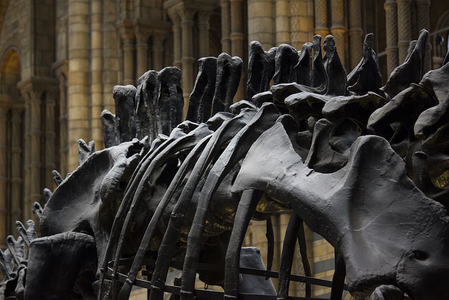 ciutat, edifici, arquitectura, viatjar, ossos, la llum del dia, dinosaure, història, museu, escultura, estàtua, cap gent, estructura construïda, el passat, representació, dia, representació animal, art i artesania, animal, creativitat, exterior de l'edifici, destinacions de viatge, turisme, antic, fauna animal, arqueologia, 5K