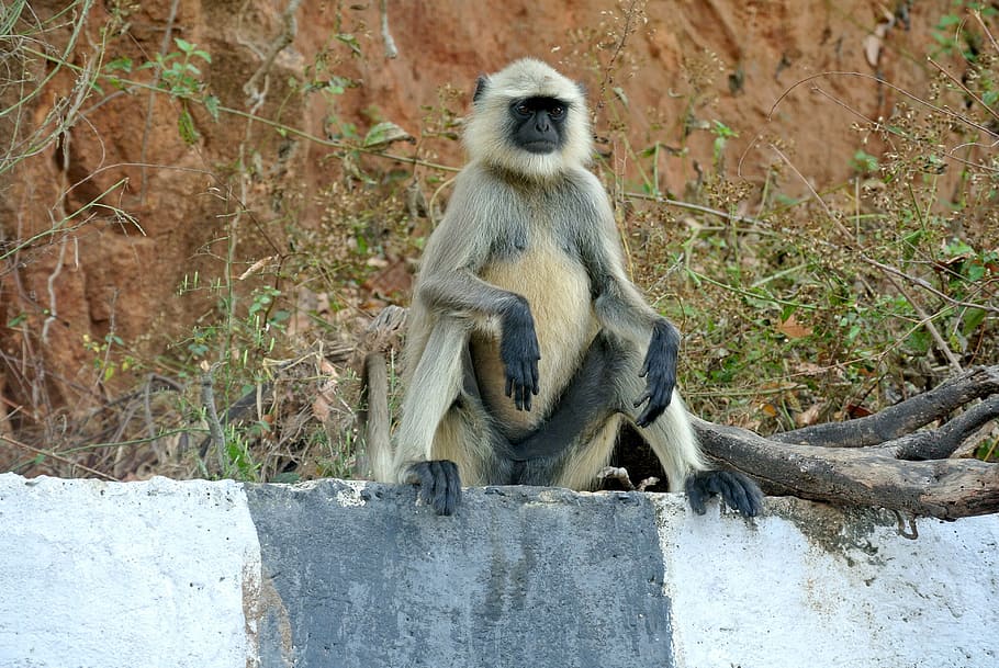 langur gris, mico, Índia, langur, vida salvatge, primat, mamífer, gris, salvatge, jungla, animal, naturalesa, assegut, asia, animals a la natura, fauna animal, vertebrats, cap gent, dia, un animal, arbre, longitud completa, babuí, a l'aire lliure, cura, família d’animals, 4K