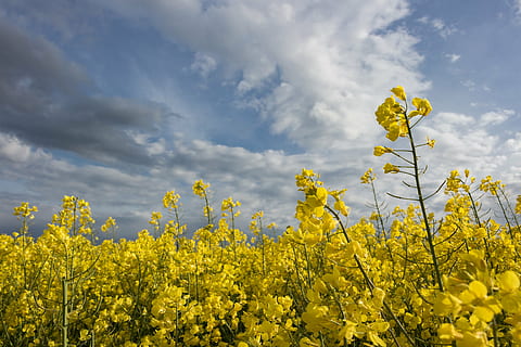 Raps, Feld, dramatische Wolken, Acker-, Gelb, Natur, Landschaft, Frühling, blühen, Bereich der Raps, Rapsöl, Pflanze, Himmel, Rapsblüte, Wachstum, Blume, Landwirtschaft, Ernte, wolke - himmel, blühende Pflanze, Schönheit in der Natur, Frische, Zerbrechlichkeit, ländliche Szene, Verletzlichkeit, Land, Szenen - Natur, keine Leute, draußen, 5K, CC0, gemeinfrei, lizenzfrei