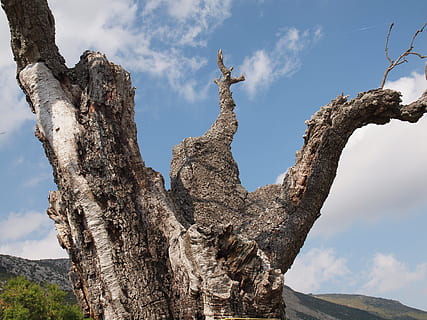 Kofferraum, Baum, Tod, Himmel, Baumstamm, alt, Ast, Holzrinde, Pflanze, wolke - himmel, Natur, Tag, keine Leute, Flachwinkelansicht, texturiert, Reiseziele, Religion, Reise, Ruhe, Spiritualität, draußen, Geschichte, Glauben, 4K, CC0, gemeinfrei, lizenzfrei