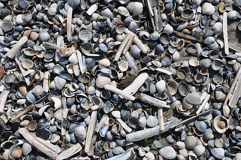 scoici, coajă, plajă, natură, mare, fundal, decojirea, grup mare de obiecte, abundenţă, cadru complet, vedere în unghi mare, nici o persoana, fundaluri, zi, animale sălbatice, teren, în aer liber, a închide, direct deasupra, variație, animal, alegere, lemn - material, detaliu, 4K, CC0, domeniu public, fără drepturi de autor