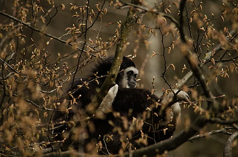 gibon, małpa, drzewo, prymas, ogród zoologiczny, biały gibon, dzikiej przyrody, zwierzę, Natura, zwierzęta na wolności, las, ssak, na dworze, zwierzęca przyroda, tematy zwierzęce, roślina, kręgowiec, Oddział, jedno zwierzę, żadnych ludzi, dzień, młode zwierzę, selektywne skupienie, posiedzenie, pawian, 2K, CC0, domena publiczna, darmowe zdjęcia