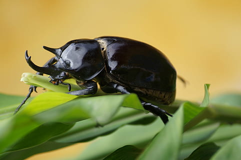 Chyba, zvířat, les, hmyz, Příroda, brouk, zvíře, scarab brouk, rohatý, volně žijících živočichů, nosorožec, makro, detail, jednoho zvířete, nikdo, zvířata ve volné přírodě, rostlina, zelená barva, list, rostlinné části, Černá barva, část těla zvířete, bezobratlý, savec, obratlovců, barevné pozadí, žlutá, zvířecí hlavy, ústa otevřená, 4K, CC0, veřejná doména, bez autorských práv