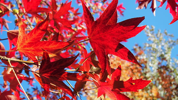 Blätter, fallen, Laub, Baum, Herbst, Blatt, Natur, Jahreszeit, rot, Wald, mehrfarbig, Gelb, draußen, Hintergründe, Ast, Ahornbaum, Oktober, Pflanzenteil, Ahornblatt, Veränderung, Pflanze, Schönheit in der Natur, Nahansicht, keine Leute, Tag, Wachstum, Fokus auf den Vordergrund, orange Farbe, natürlicher Zustand, 4K, CC0, gemeinfrei, lizenzfrei