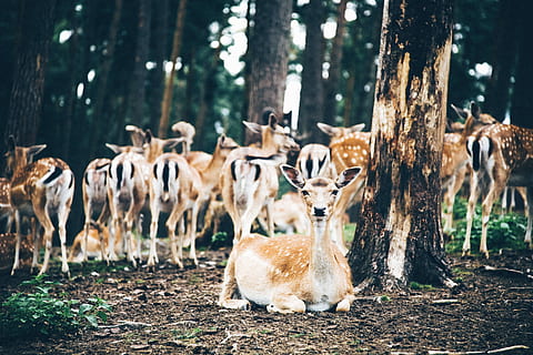 Gruppe, Hirsch, Wald, Tagestimer, Hirsch neben Baum, Baum, Park, wild, Holz, Tier, Tierthemen, Säugetier, Tiere in freier Wildbahn, Gruppe von Tieren, Tierwelt, Wirbeltier, Land, Natur, Pflanze, Geweih, pflanzenfressend, keine Leute, Haustiere, Herde, Kitz, 4K, CC0, gemeinfrei, lizenzfrei