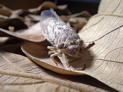 insecte, naturalesa, error, volar, animal, vida salvatge, un animal, temes d'animals, fauna animal, primer pla, cap gent, animals a la natura, invertebrat, enfocament selectiu, material de fusta, dia, llum solar, antena animal, closca d’animals, a l'aire lliure, shell, natura morta, 2K, CC0, domini públic, lliure de regalies