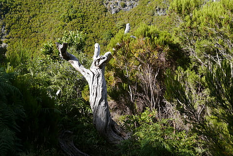 albero, ceppo, vecchio, nodoso, pianta, crescita, natura, terra, foresta, bellezza nella natura, giorno, la tranquillità, colore verde, nessuno, scena non urbana, scenics - natura, scena tranquilla, all'aperto, animale, arte e artigianato, temi animali, solido, rappresentazione, braccia alzate, 4K, CC0, dominio pubblico, privo di copyright