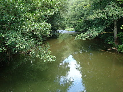 bach, foresta, fiume, idilliaco, chiaro, flusso, albero, pianta, acqua, bellezza nella natura, la tranquillità, scenics - natura, crescita, terra, colore verde, scena tranquilla, natura, riflessione, nessuno, scena non urbana, giorno, fogliame lussureggiante, all'aperto, acqua corrente, foresta pluviale, 2K, CC0, dominio pubblico, privo di copyright