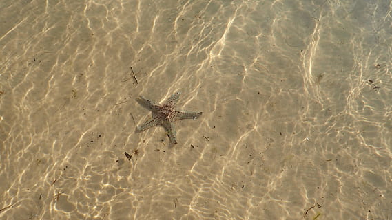 sorra, estrella de mar, vacances, estiu, platja, mar, viatjar, tropical, festa, naturalesa, oceà, relaxa't, paradís, Costa, turisme, aigua, exòtic, Riba, vora del mar, sol, marí, sorra de platja, peix estrella, animals a la natura, fauna animal, un animal, animal, temes d'animals, vista d’angle alt, cap gent, terra, dia, a l'aire lliure, la vida marina, llum solar, tranquil·litat, poc profund, 4K, CC0, domini públic, lliure de regalies
