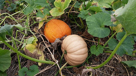 pompoen, patch, herfst, oranje, pompoen, lap, vallen, groene bladeren, boomgaard, farm, oogst, groente, natuur, voedsel, landbouw, biologisch, seizoen, versheid, fabriek, gewas, buitenshuis, blad, eten en drinken, gezond eten, deel van de plant, welzijn, geen mensen, groei, veld-, dag, land-, hoge hoekmening, Oranje kleur, groene kleur, vegetarisch eten, 4K, CC0, publiek domein, royaltyvrij