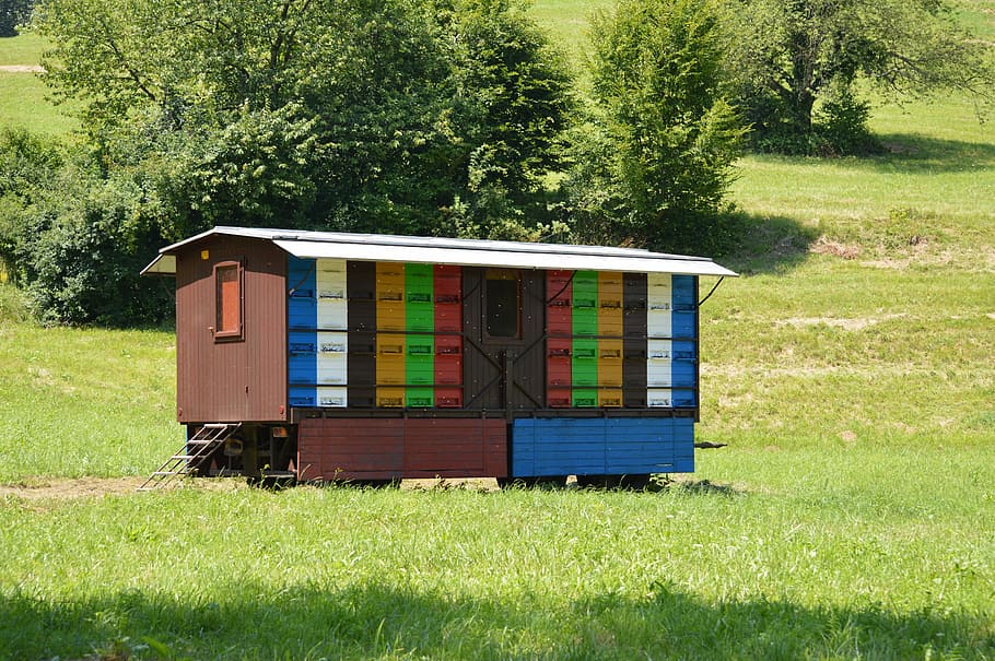 alveare, api, apicoltura, apicoltore, erba, colore verde, giorno, multicolore, albero, prato, pianta, terra, campo, natura, crescita, luce del sole, all'aperto, legno - materiale, contenitore, nessuno, paesaggio, architettura, pianura, ambiente, bellezza nella natura, struttura costruita, 5K