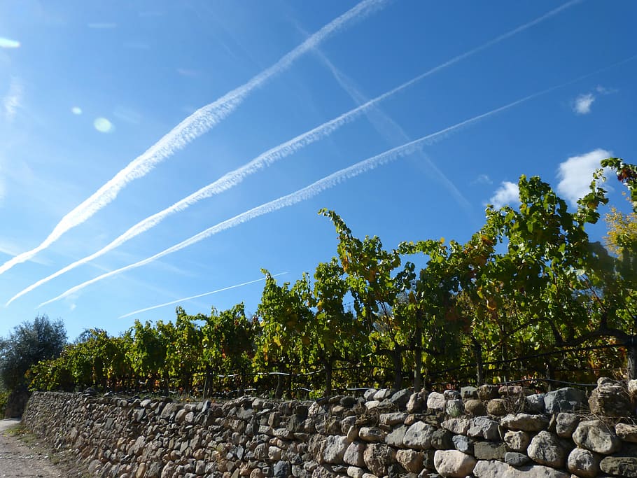 cel, vinya, paret, perspectiva, paisatge, vent, les rutes químiques, arbre, escena rural, agricultura, planta, naturalesa, blau, núvol - cel, creixement, bellesa a la natura, cap gent, dia, tranquil·litat, vista d’angle baix, color verd, escena tranquil·la, pista de vapor, escenics - natura, a l'aire lliure, llum solar, sòlid, paret de pedra, 4K