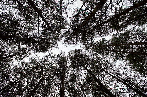 worm, oog zicht, lang, bomen, eye view fotografie, boom, Bos, dag, hemel, opzoeken, winter, natuur, bos-, fabriek, lage hoekweergave, groei, land-, kalmte, tak, schoonheid in de natuur, geen mensen, Boomkap, groot hoog, boomstam, romp, buitenshuis, achtergronden, direct onder, bamboe - plant, 5K, CC0, publiek domein, royaltyvrij