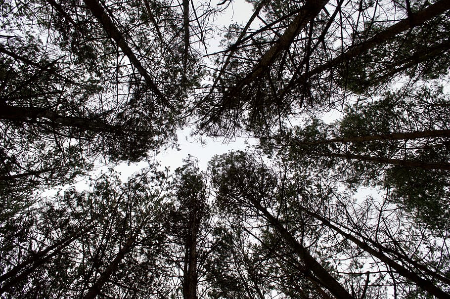worm, oog zicht, lang, bomen, eye view fotografie, boom, Bos, dag, hemel, opzoeken, winter, natuur, bos-, fabriek, lage hoekweergave, groei, land-, kalmte, tak, schoonheid in de natuur, geen mensen, Boomkap, groot hoog, boomstam, romp, buitenshuis, achtergronden, direct onder, bamboe - plant, 5K