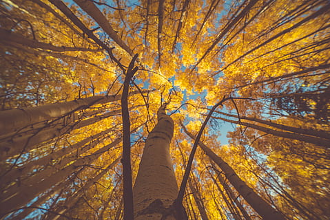 mato, silmänäkymä, Puut, päivä-, ruskea, puun runko, puu, pudota, keltainen, oranssi, syksy, etsivät, runko, taivas, colorado laskee, colorado fall color, Kalliovuoret, Colorado, matkustaa, haapapuu, kyllästys, kasvi, matala kulma, muuttaa, kauneus luonnossa, luonto, haara, metsä, oranssi väri, kasvu, puun lehti, päivä, tyyneys, kasvi-osa, ei ihmisiä, maa, puun katos, ulkona, suoraan alla, syksyn kokoelma, luonnollinen tila, 5K, CC0, public domain, rojaltivapaa