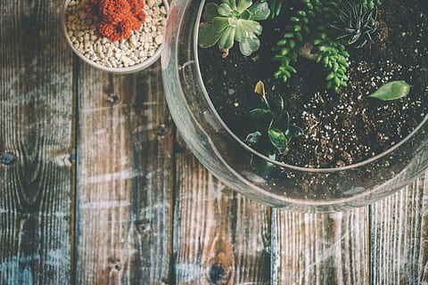 udara, fotografi, hijau, pot, menanam, kaktus, kaca, Daun-daun, pola, tanaman, tanah, meja, terarium, gambar royalti, makanan dan minuman, bahan kayu, makanan, tampilan sudut tinggi, daun, herba, bagian tanaman, kesegaran, tidak ada orang, merapatkan, alam, tepat di atas, kesejahteraan, dalam ruangan, makan sehat, minuman, bahan kaca, daun mint - kuliner, 5K, CC0, domain publik, bebas royalti