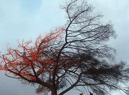 árvore, leve, gradiente, cor, céu, outono, vento, cenário, fotografia, plantar, ramo, árvore nua, visão de baixo ângulo, natureza, ninguém, tranquilidade, dia, beleza na natureza, nuvem - céu, ao ar livre, scenics - natureza, crescimento, cena tranquila, tronco de árvore, tronco, 4K, CC0, domínio público, royalty free