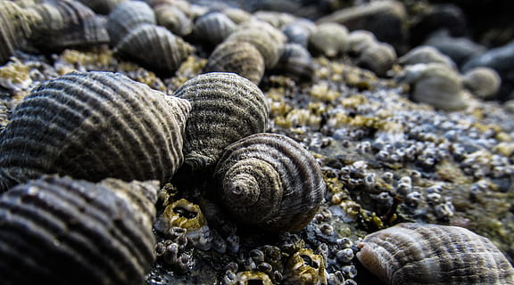 mušle, moře, oceán, námořní, pláž, letní, cestovat, tropický, mořské mušle, vodní, dovolená, volně žijících živočichů, exoskeleton, zvířat, zvířata ve volné přírodě, shell, zvíře, detail, Příroda, zvířecí shell, nikdo, jednoho zvířete, texturou, přistát, den, bezobratlý, pevný, zaměřit se na popředí, Skála, selektivní zaměření, přírodní vzor, venku, oblázek, 2K, CC0, veřejná doména, bez autorských práv