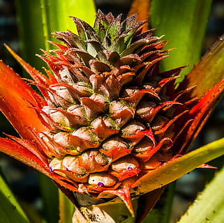 tânăr de ananas, ananas, fruct, a închide, să se concentreze asupra primelor elemente, plantă, zi, fruct tropical, creştere, nici o persoana, frumusețe în natură, natură, roșu, modelul natural, în aer liber, planta suculentă, prospeţime, botanică, parte a plantelor, frunze, lumina soarelui, cap de floare, 2K, CC0, domeniu public, fără drepturi de autor