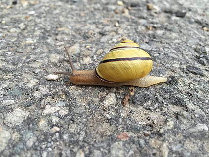 lumaca, animali, gallina covata, macro, fauna selvatica, temi animali, un animale, animale, animali allo stato selvatico, conchiglia, invertebrato, mollusco, gasteropode, avvicinamento, giorno, nessuno, guscio di animale, natura, solido, roccia, messa a fuoco selettiva, antenna animale, roccia - oggetto, all'aperto, 2K, CC0, dominio pubblico, privo di copyright